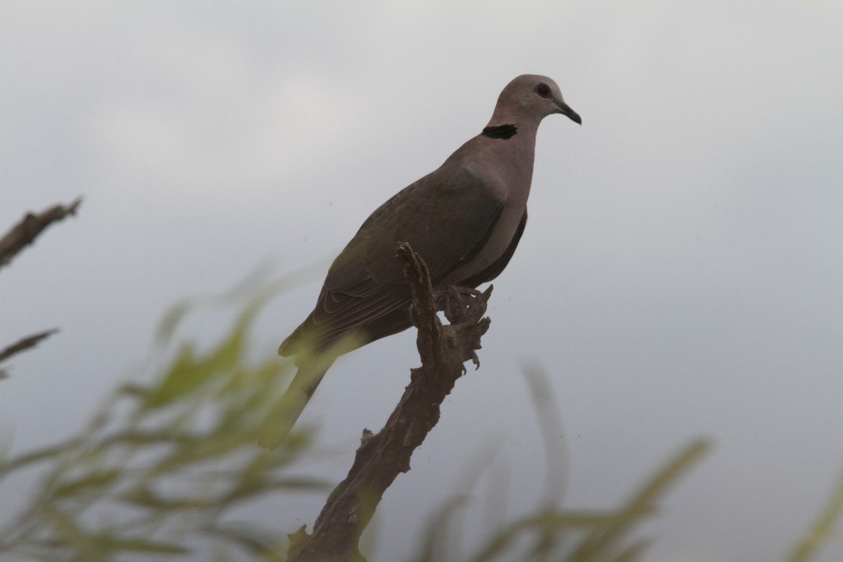 Red-eyed Dove - ML23242791