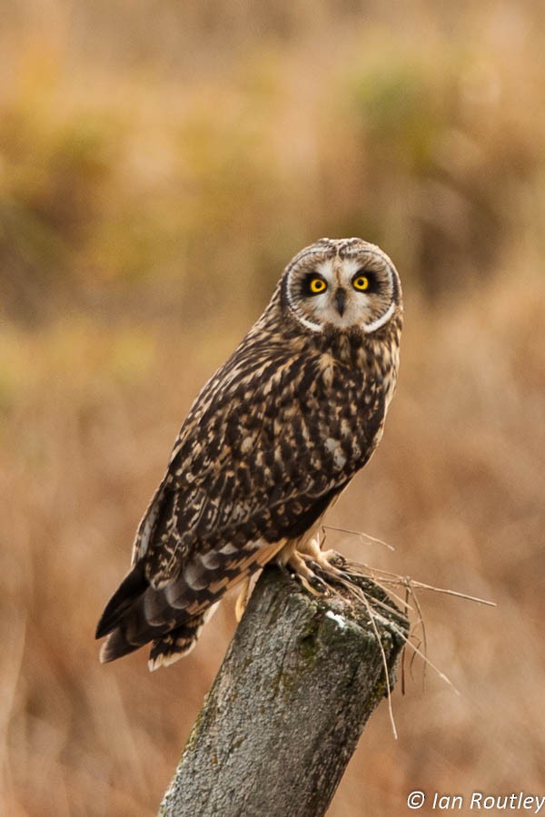 Short-eared Owl - ML23242851
