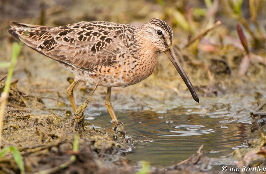 Short-billed Dowitcher - Ian Routley