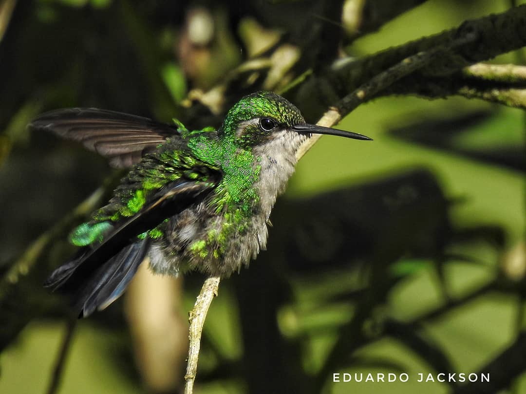 Blue-tailed Emerald - Eduardo  Jackson