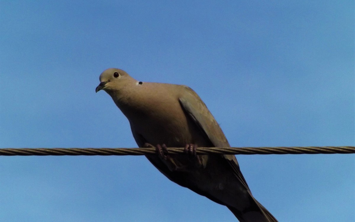 Eurasian Collared-Dove - Jovani León