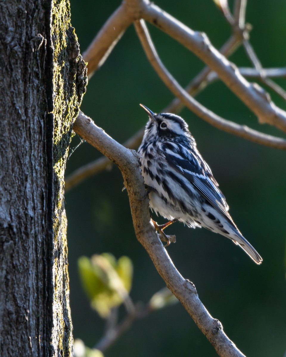 Black-and-white Warbler - ML232430311