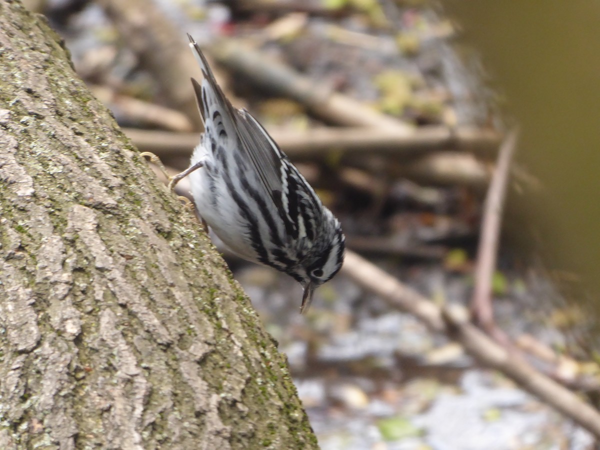 Black-and-white Warbler - ML232433941