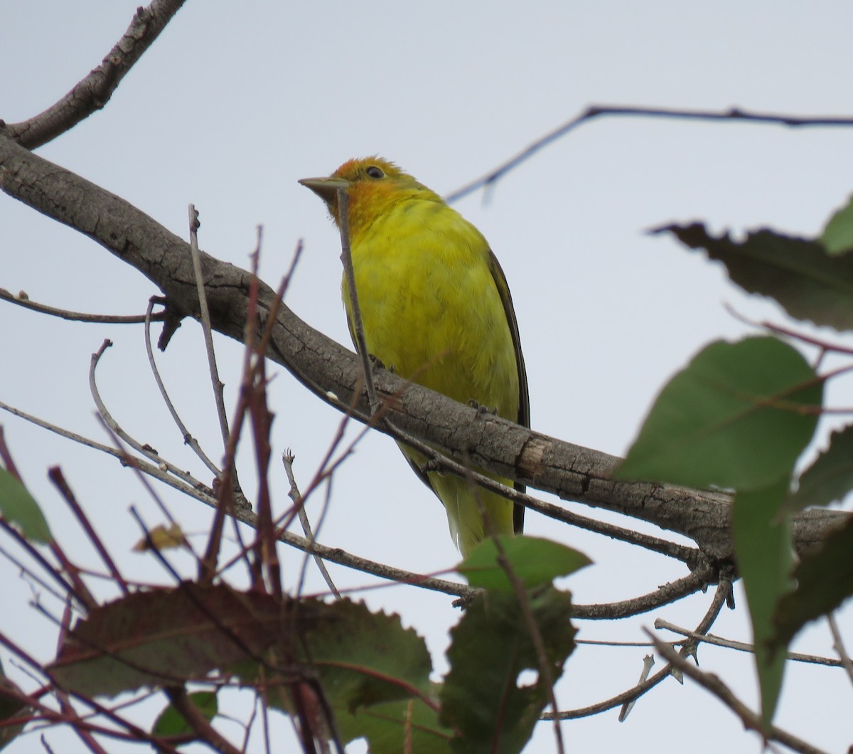 Western Tanager - ML232435871