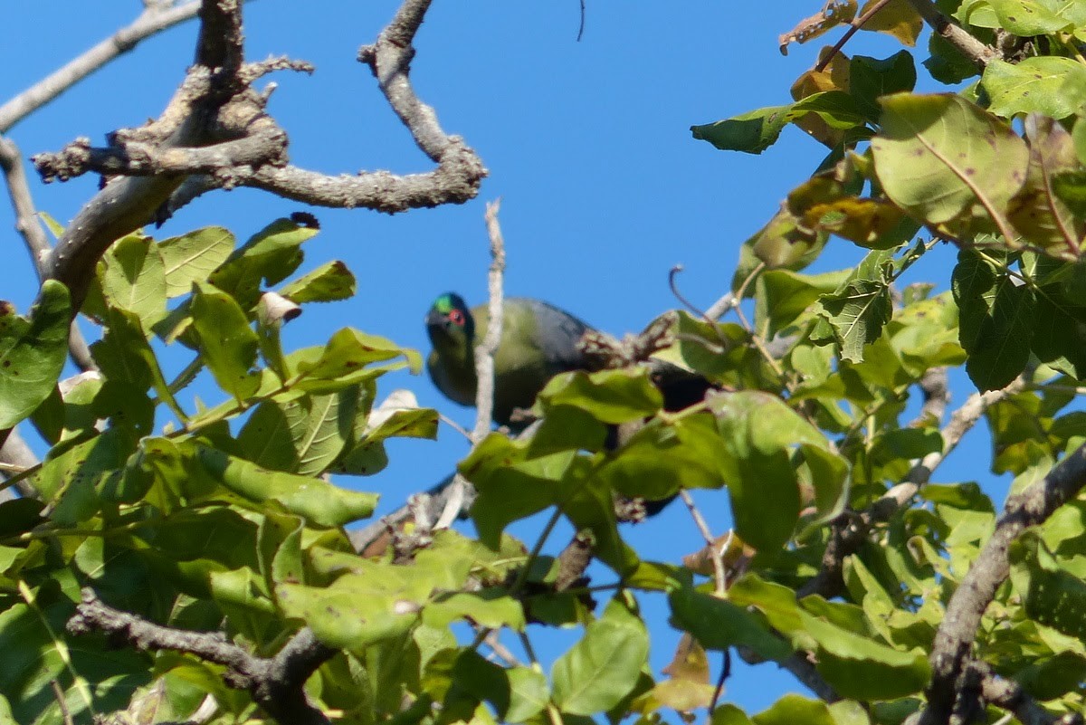 Purple-crested Turaco - Andy Frank