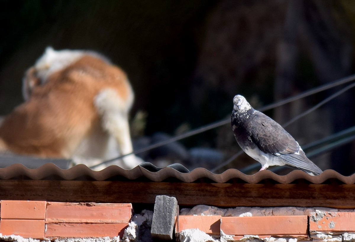 Rock Pigeon (Feral Pigeon) - Jorge Calvet Magnani
