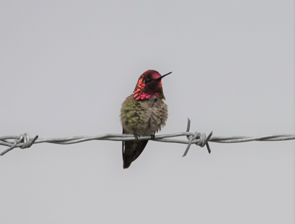 Anna's Hummingbird - ML232438241