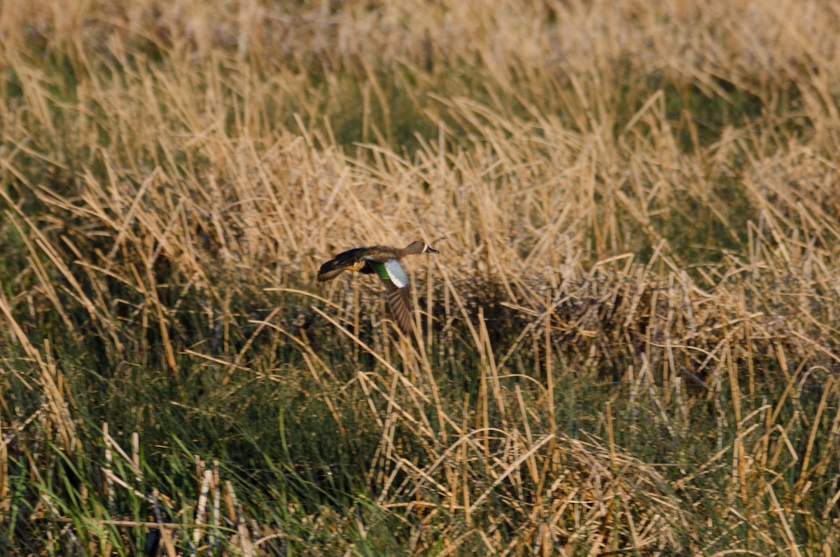 Blue-winged Teal - ML232439831