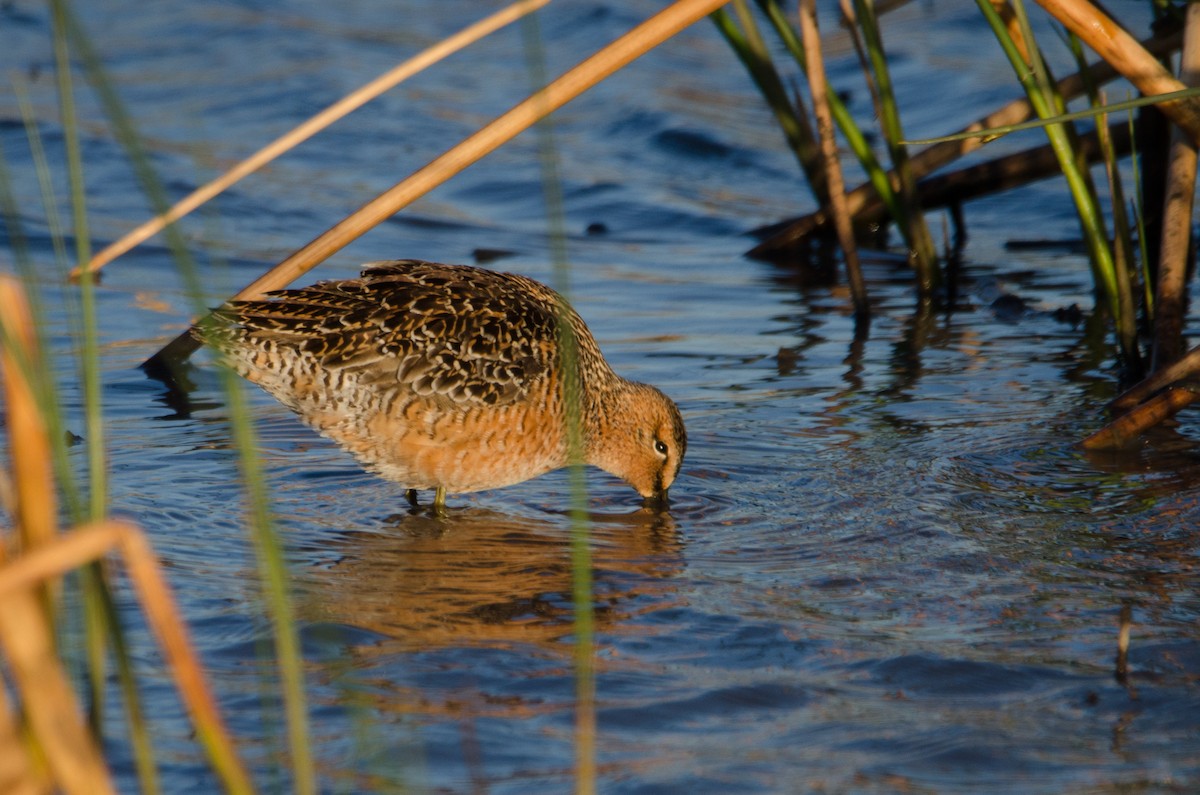 Long-billed Dowitcher - ML232440081