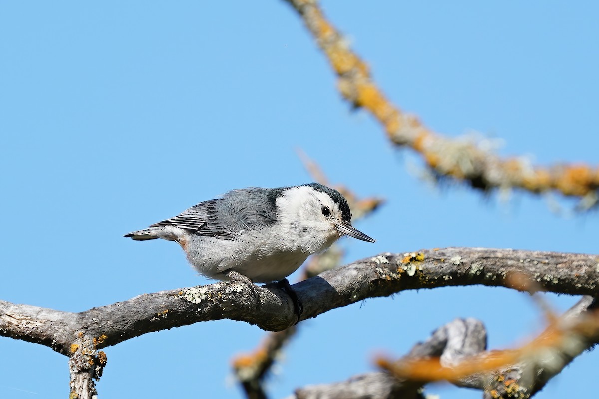 White-breasted Nuthatch (Pacific) - Derek Lecy