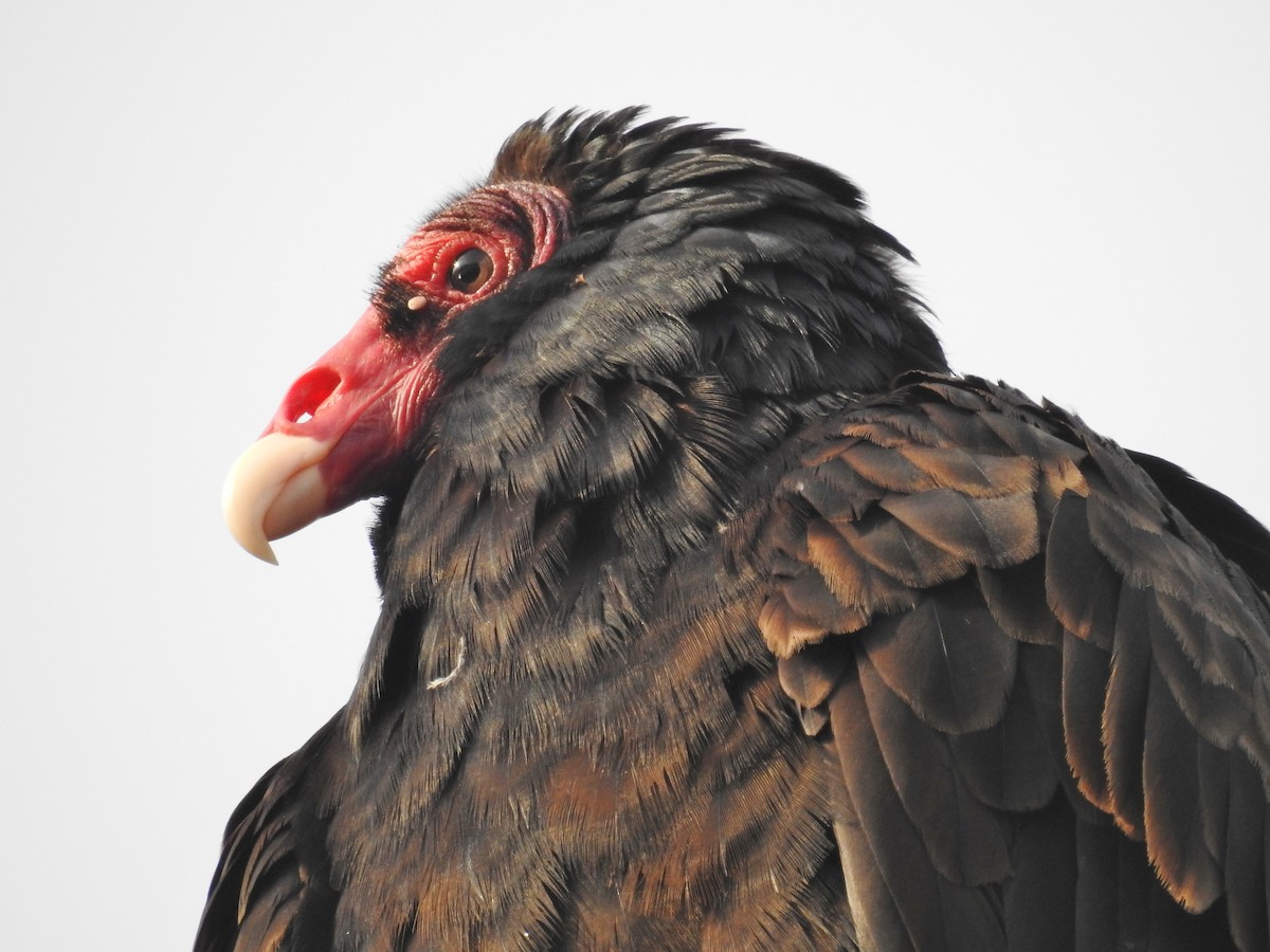 Turkey Vulture - Aedyn Loefke