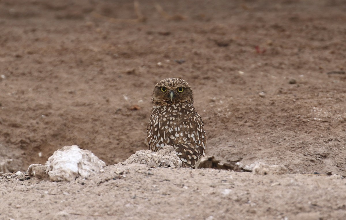 Burrowing Owl - ML232447141