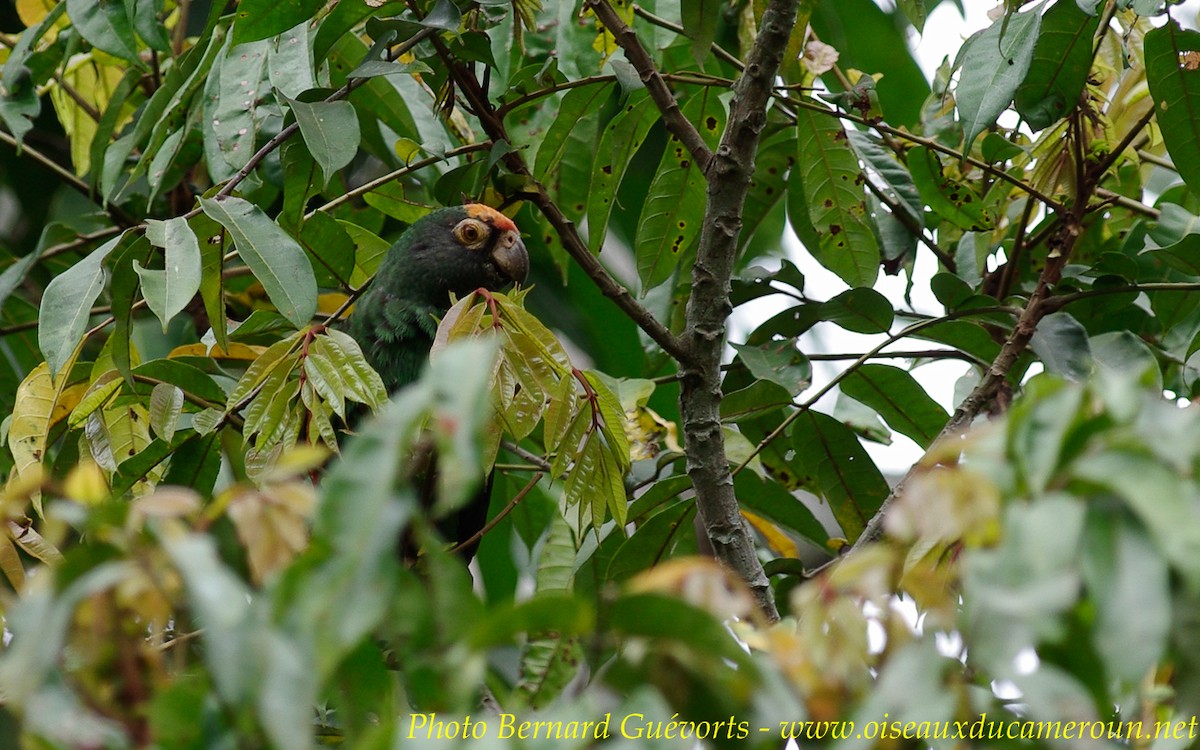 Red-fronted Parrot - ML232450841