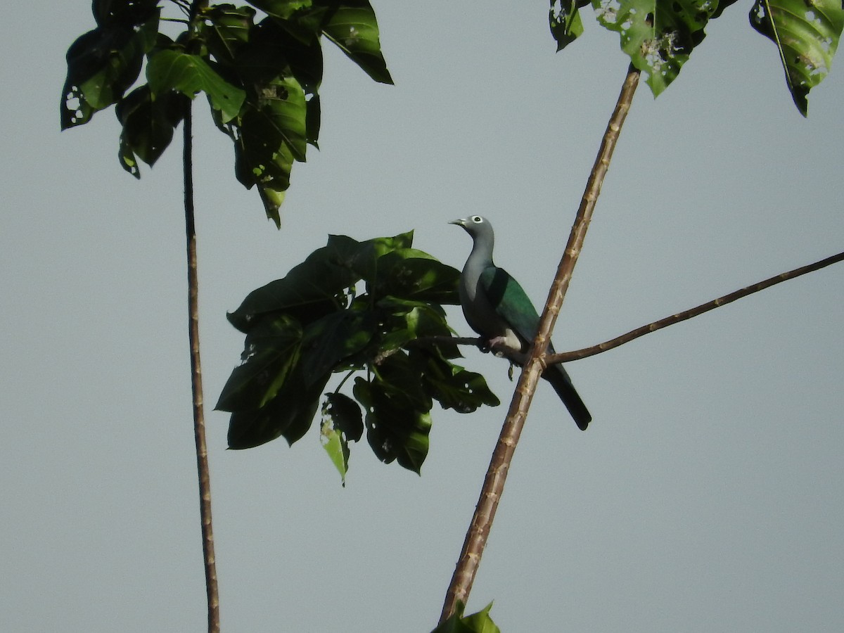 Spectacled Imperial-Pigeon - ML23245261
