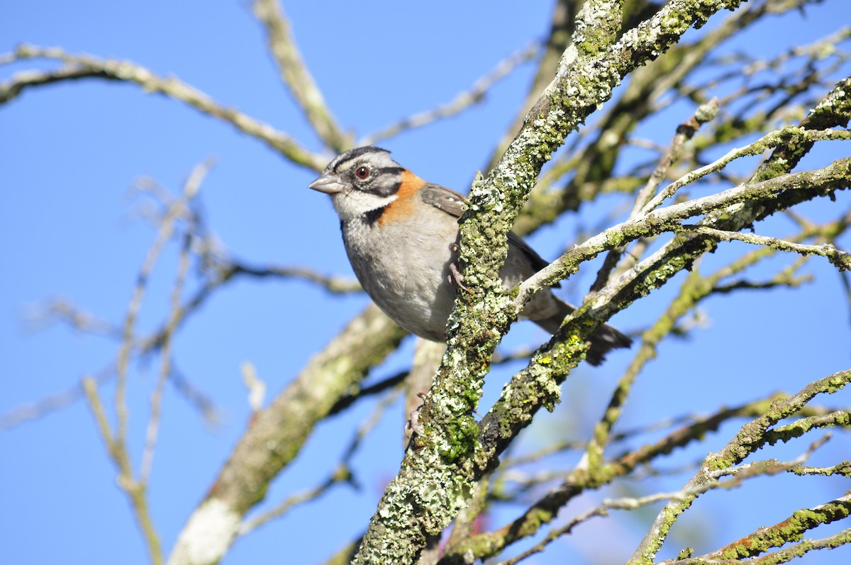 Rufous-collared Sparrow - ML232453871