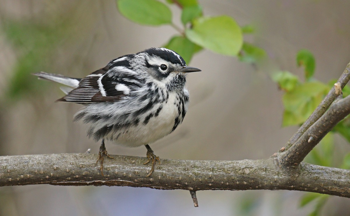 Black-and-white Warbler - ML232454981