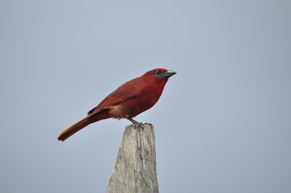 Hepatic Tanager - ML232455121