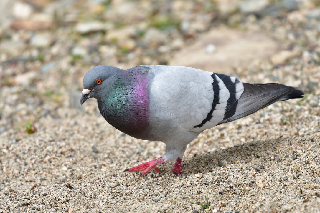 Rock Pigeon (Feral Pigeon) - Julia Flesaker