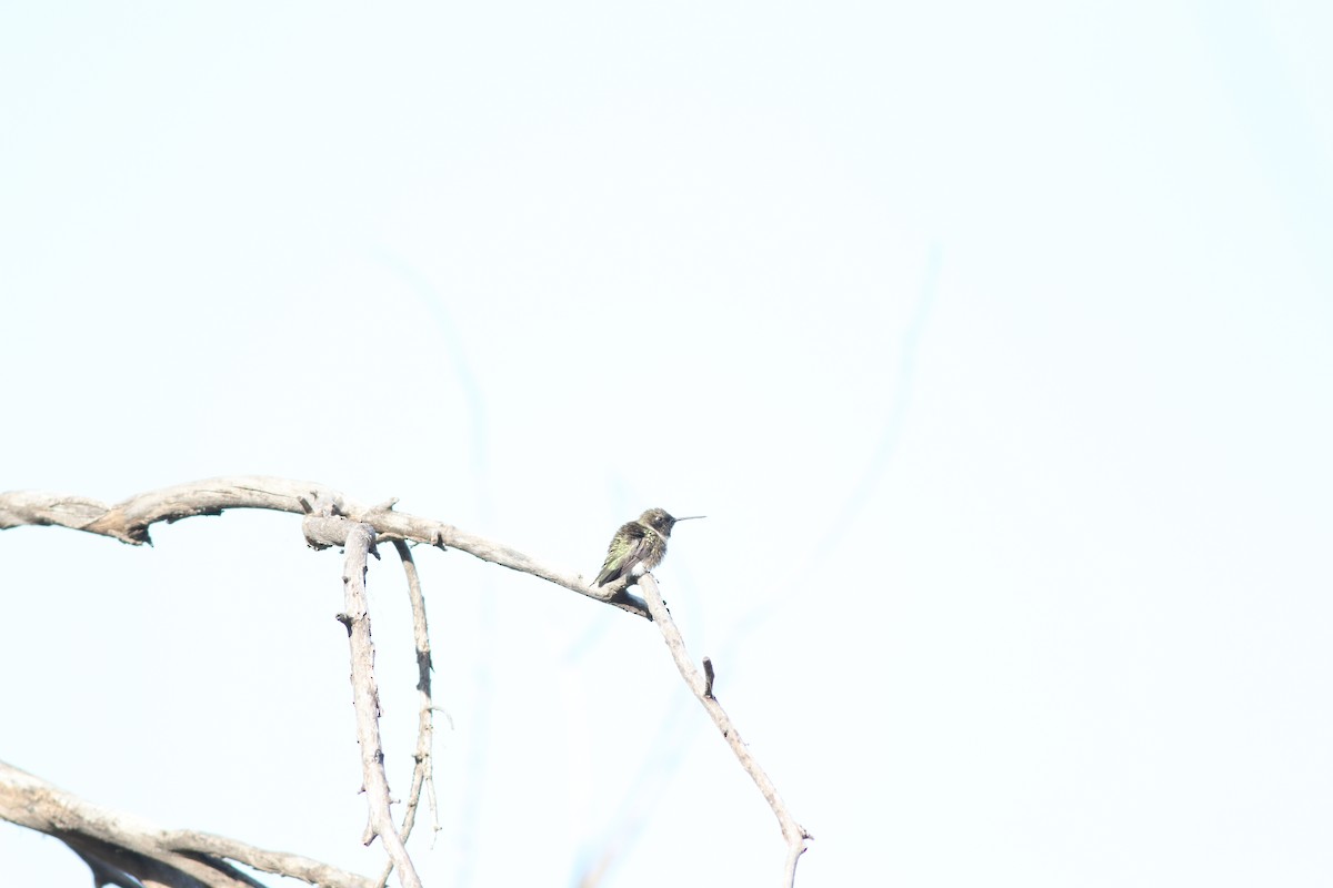Black-chinned Hummingbird - ML232460781