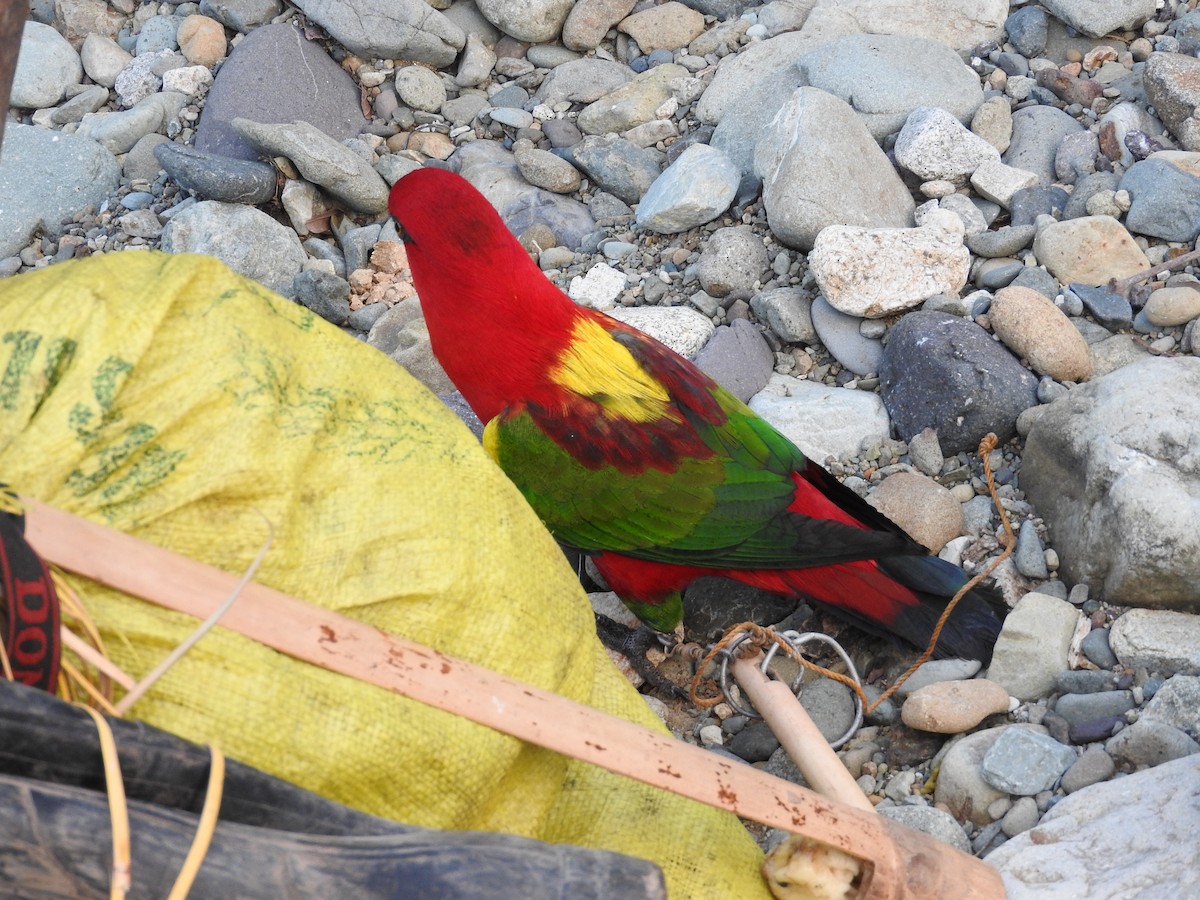 Chattering Lory - ML23246511