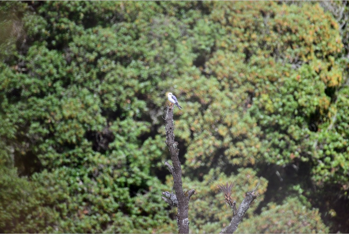 White-tailed Kite - ML232465291