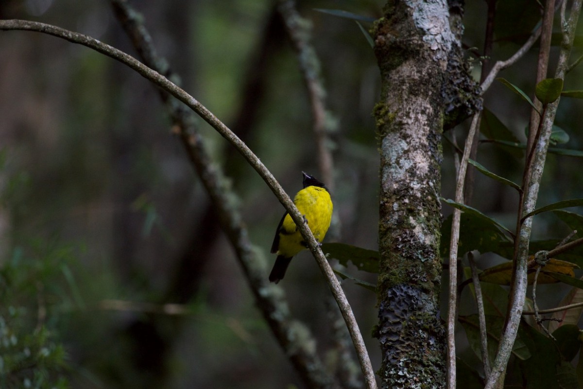 Hooded Mountain Tanager - ML232466321