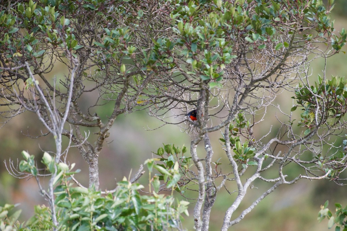 Scarlet-bellied Mountain Tanager - ML232466601