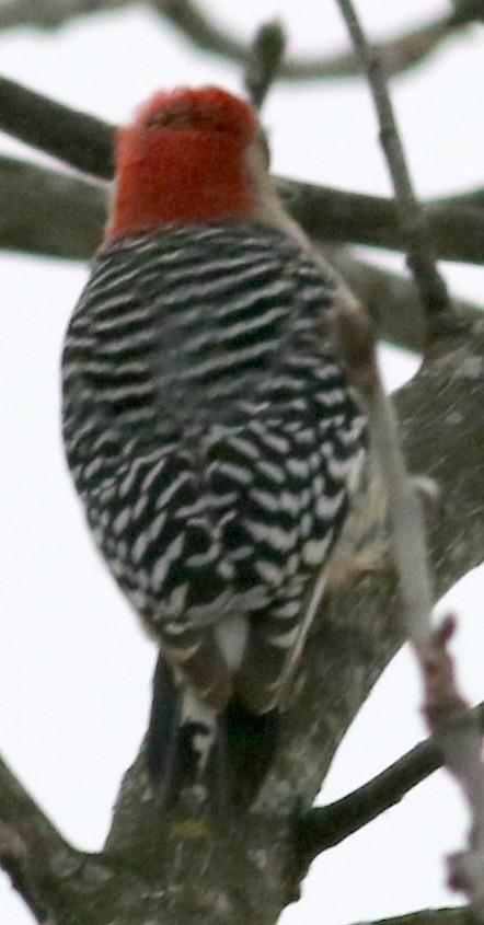 Red-bellied Woodpecker - ML23246941