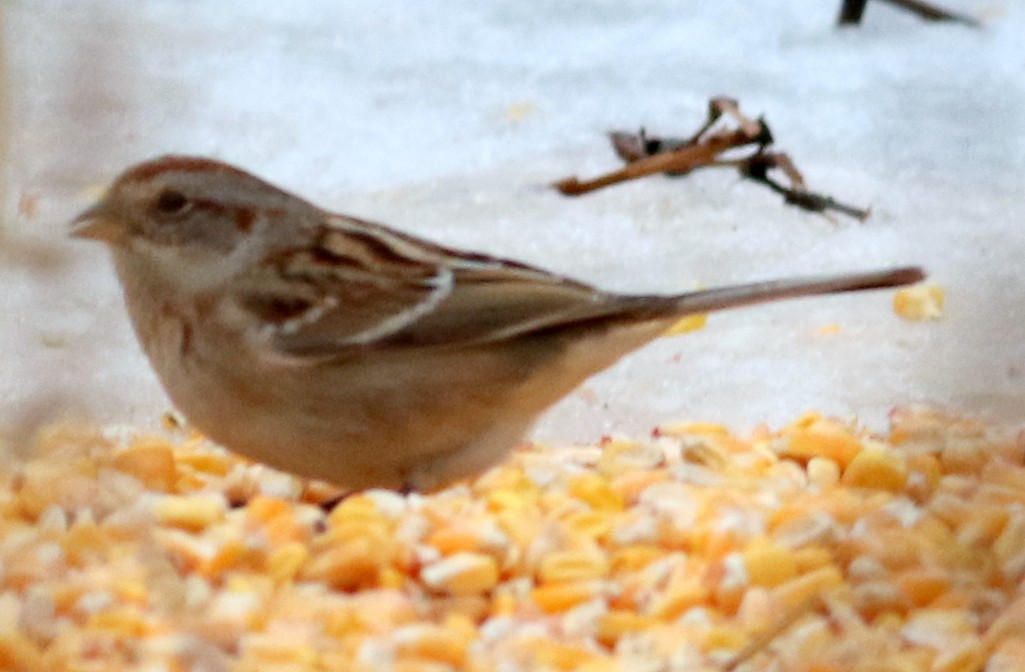 American Tree Sparrow - Jon G.