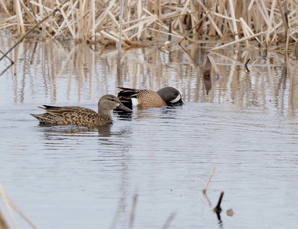 Blue-winged Teal - ML232470621