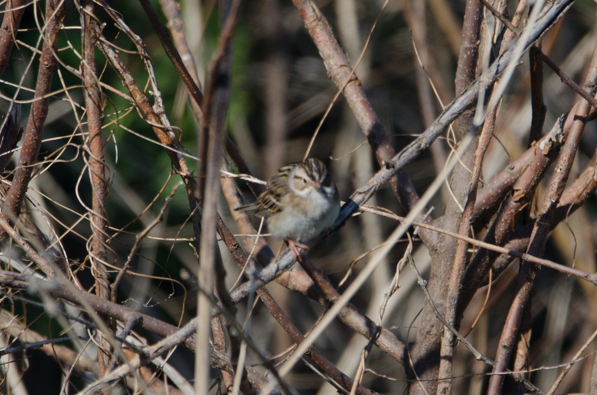 Clay-colored Sparrow - ML232471241