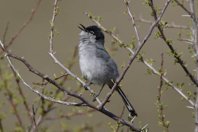 California Gnatcatcher - eBird