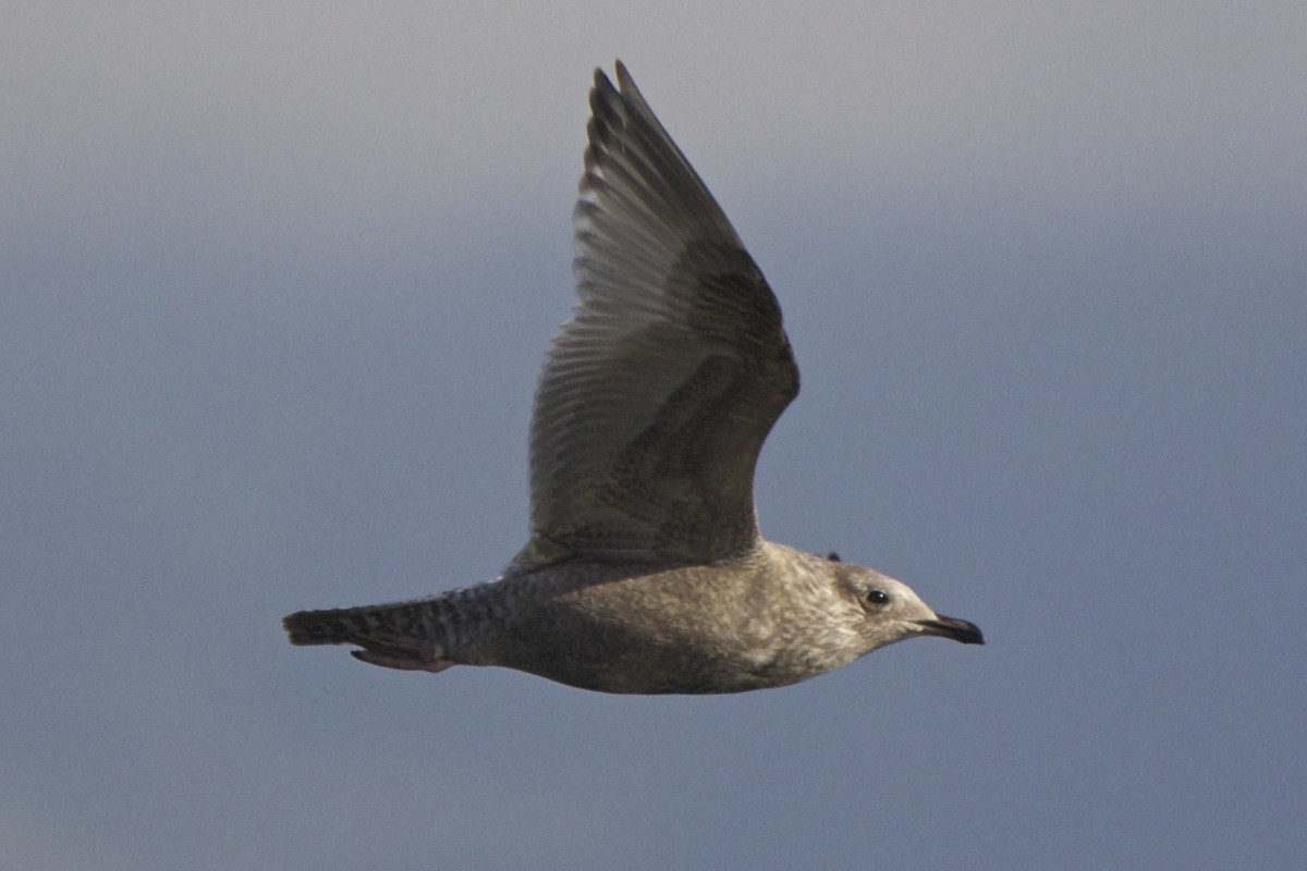 Iceland Gull (Thayer's) - Torin Waters 🦉
