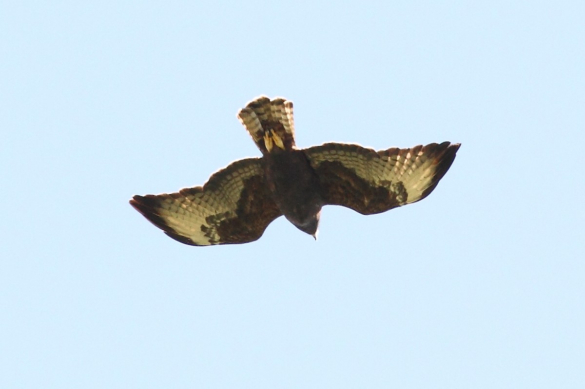 Short-tailed Hawk - Manfred Bienert