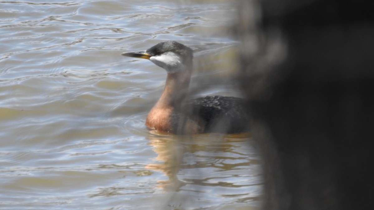 Red-necked Grebe - ML232491751