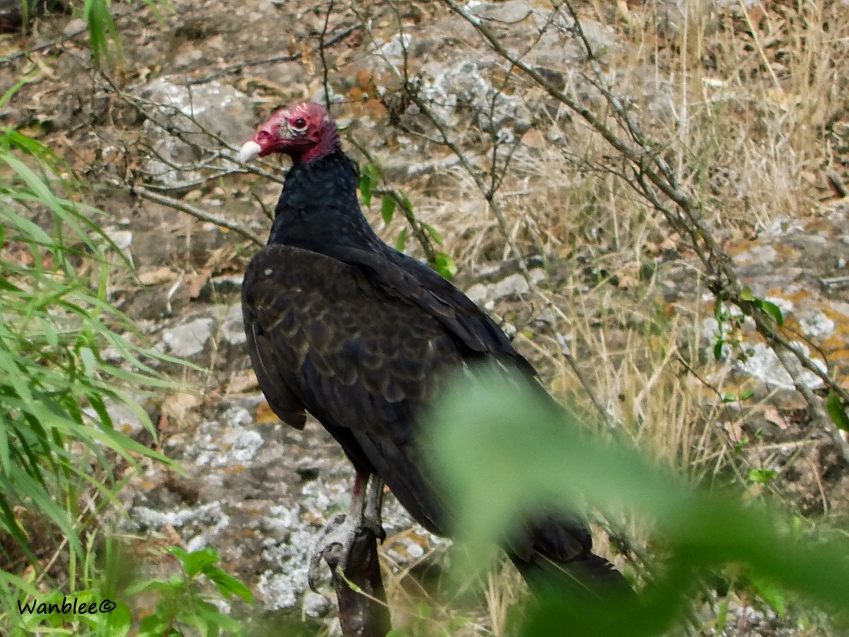 Turkey Vulture - ML232494821