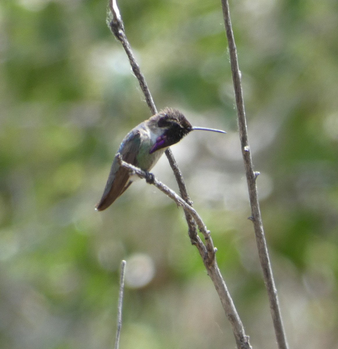 Costa's Hummingbird - ML232495861