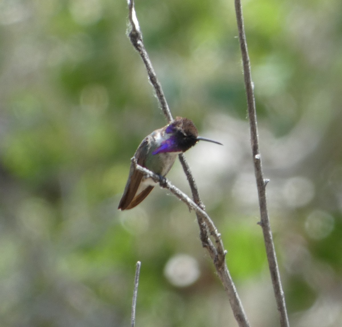 Costa's Hummingbird - ML232495881