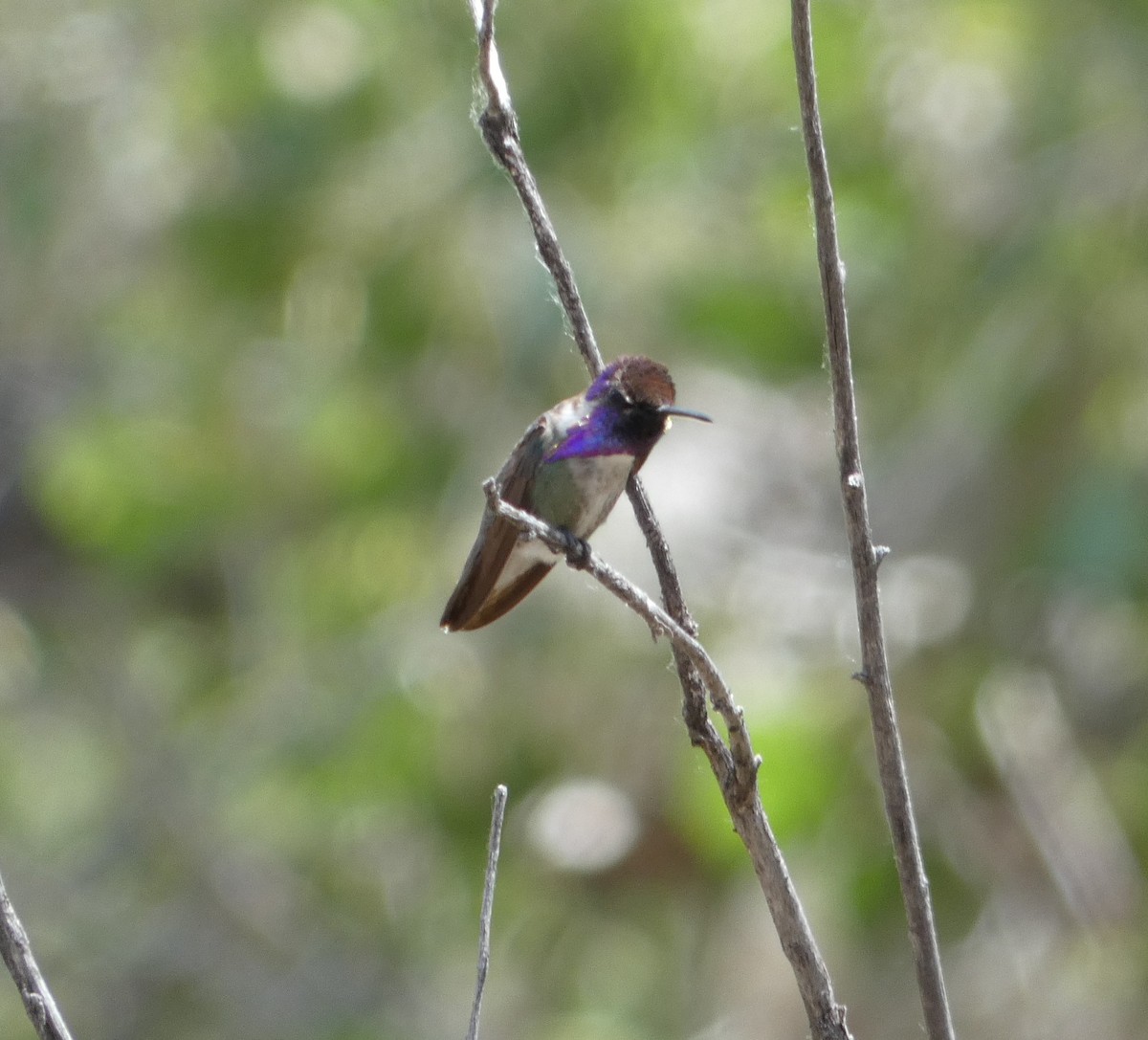 Costa's Hummingbird - ML232496061