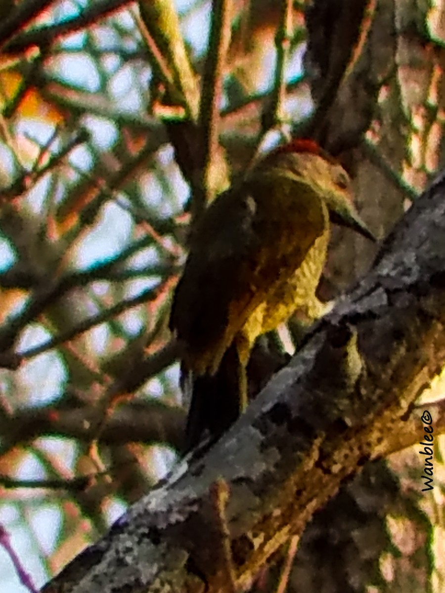 Golden-olive Woodpecker - ML232500391