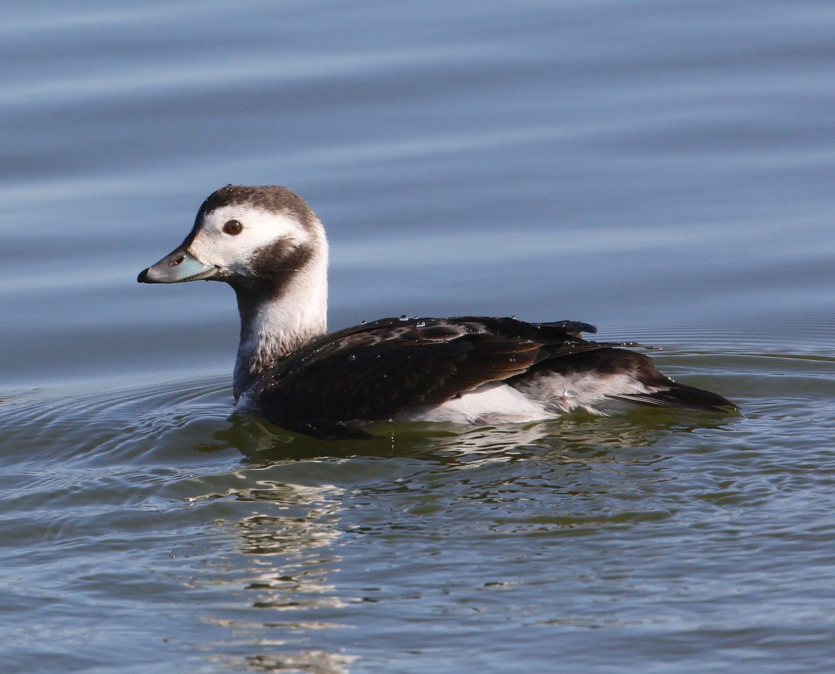 Long-tailed Duck - Charles Lyon