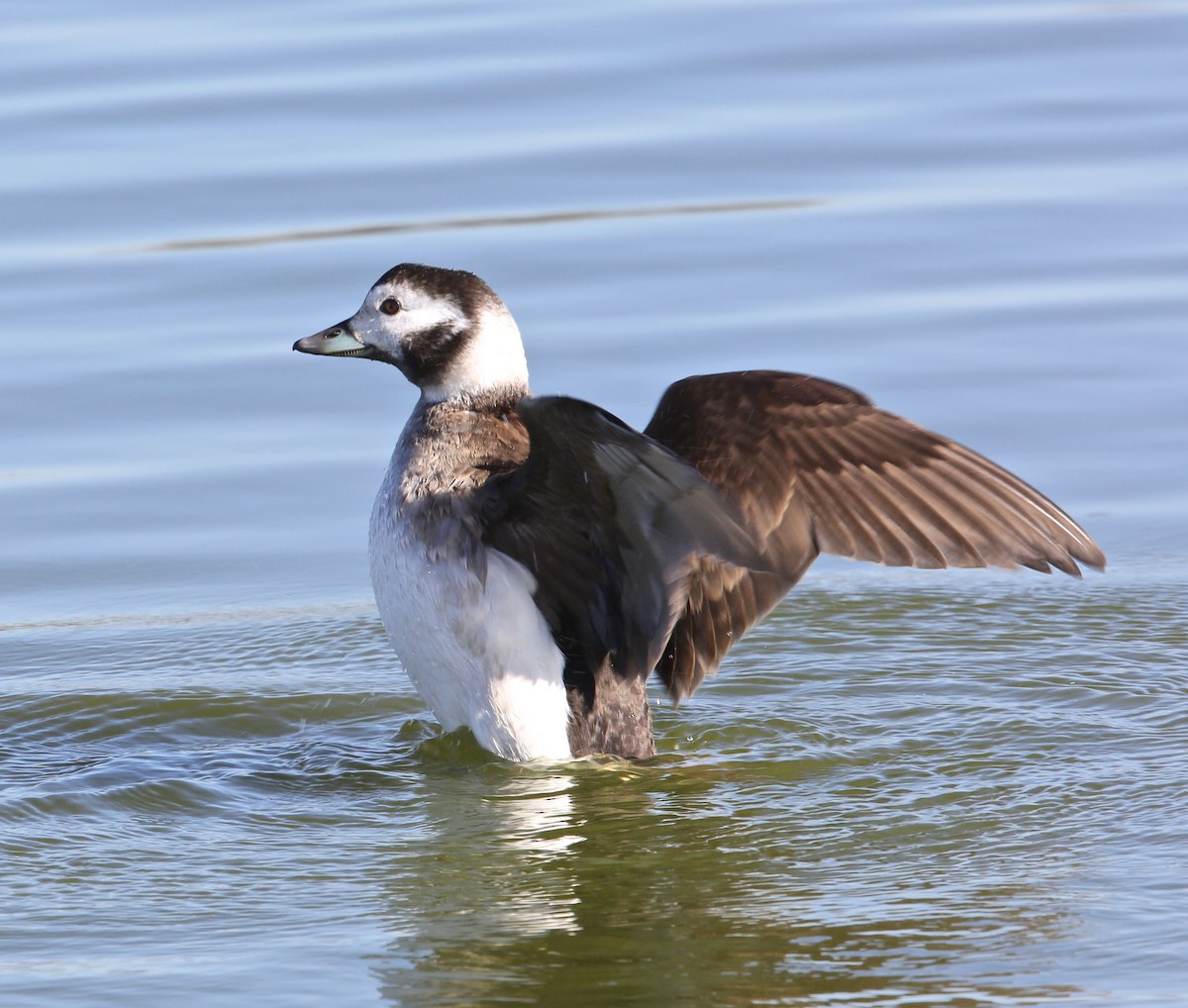 Long-tailed Duck - ML23250541