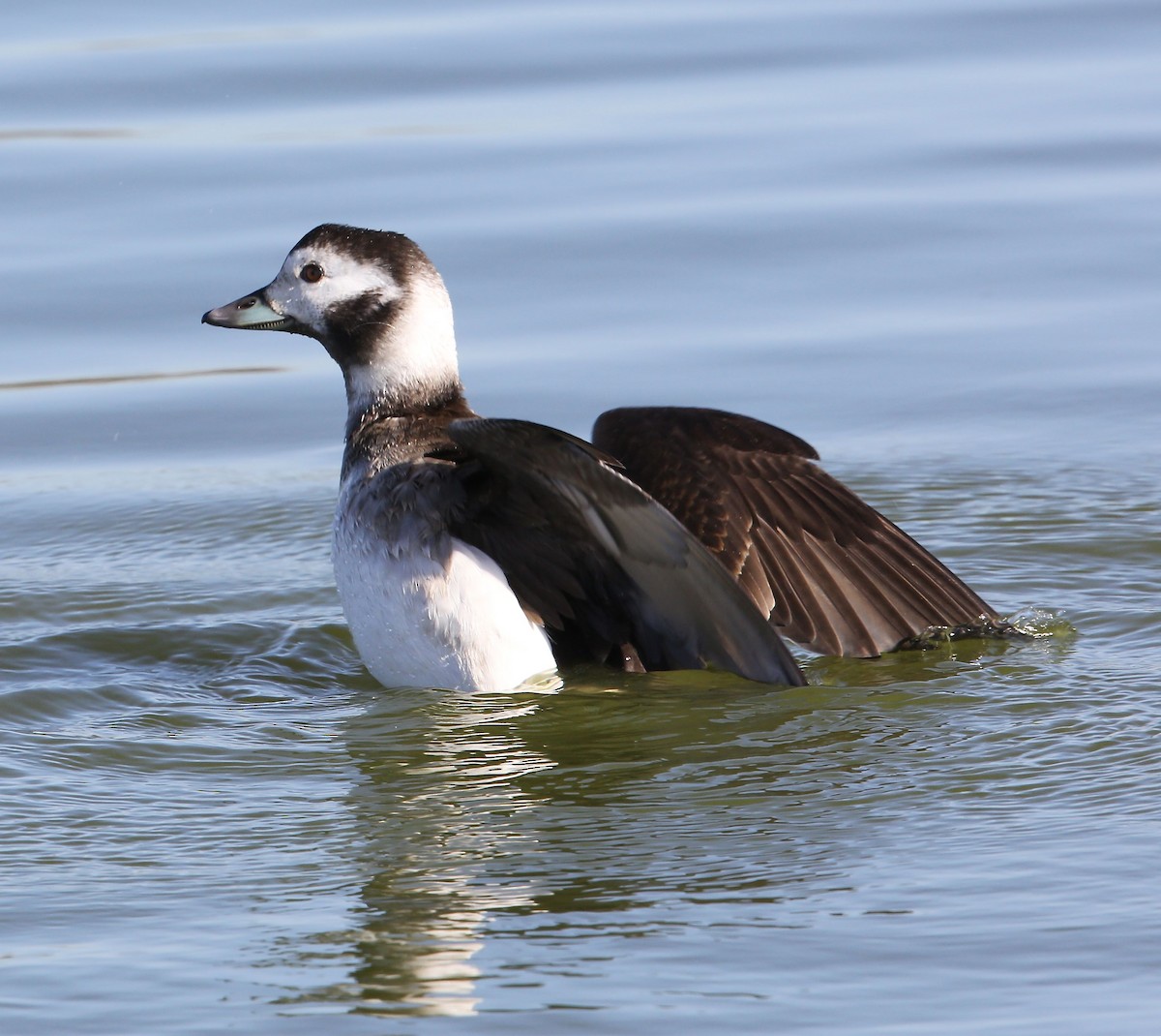 Long-tailed Duck - ML23250561