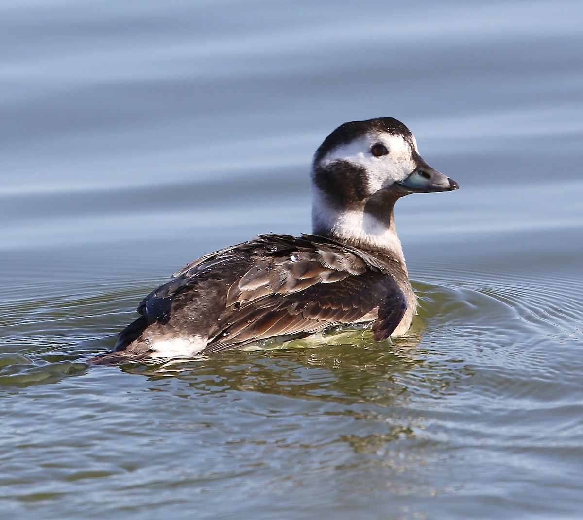 Long-tailed Duck - ML23250571