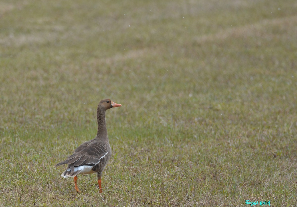 Greater White-fronted Goose - ML232512931