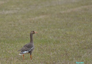 Greater White-fronted Goose, ML232512931
