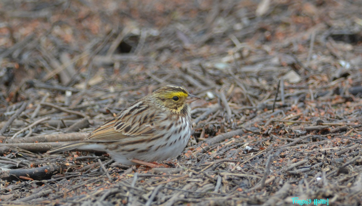 Savannah Sparrow - ML232513661