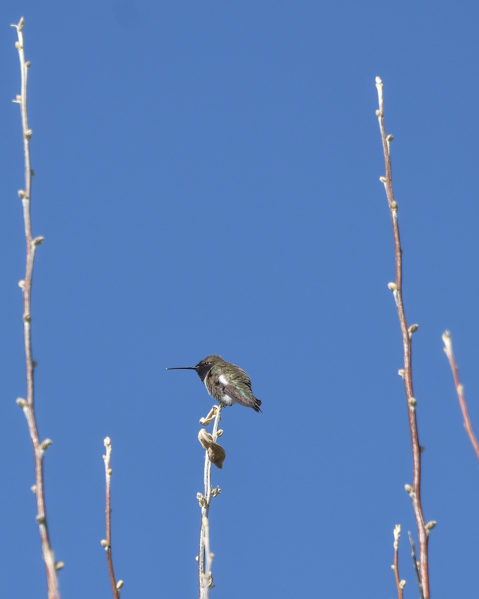 Black-chinned Hummingbird - ML232518281