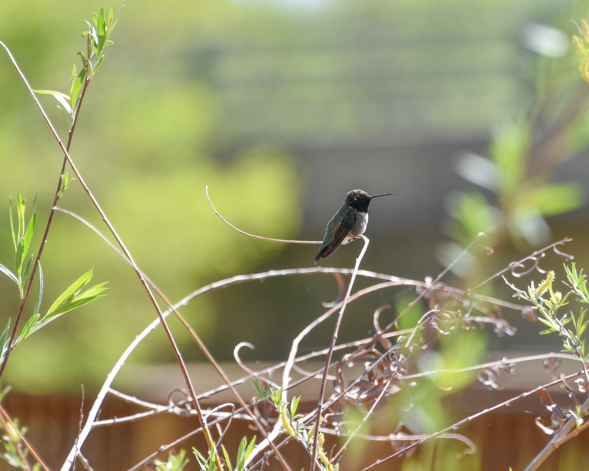 Black-chinned Hummingbird - ML232518581
