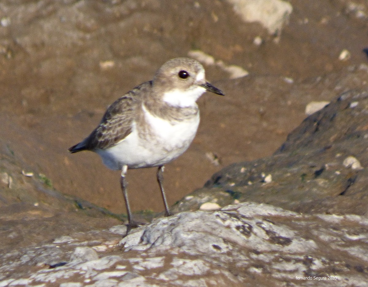 Two-banded Plover - ML232521531